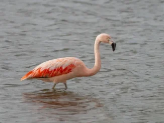 A Chilean flamingo stands in shallow water, its pale pink body and vibrant reddish-orange wing feathers visible.