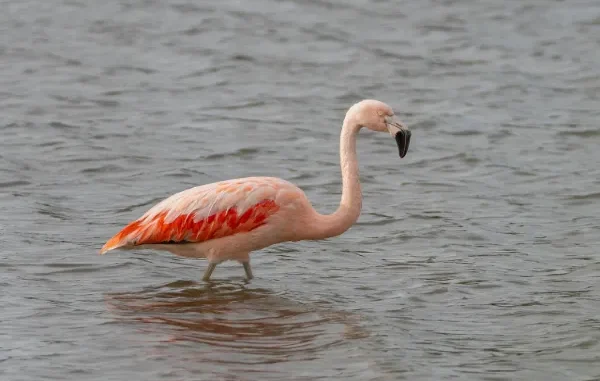 Chilean Flamingo Standing in Water A Chilean flamingo stands in shallow water, its pale pink body and vibrant reddish-orange wing feathers visible.