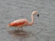 A Chilean flamingo stands in shallow water, its pale pink body and vibrant reddish-orange wing feathers visible.