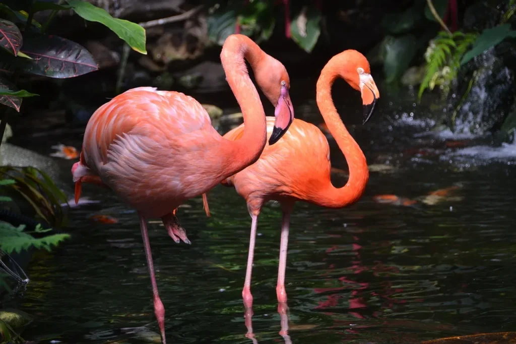Two vibrant pink-orange flamingos stand in dark water with lush green foliage in the background.